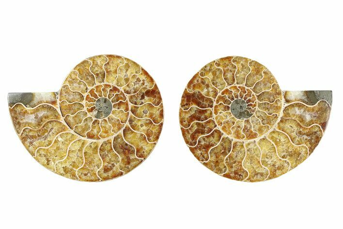Cut & Polished Ammonite Fossil - Madagascar #379069
